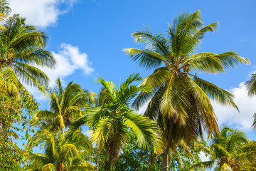 Coconut palm trees on blue sky background