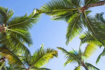 Papier Peint photo autocollant Palmier À la recherche sur les cocotiers sur fond de ciel bleu