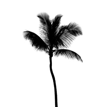 Black silhouette of coconut palm tree isolated on white
