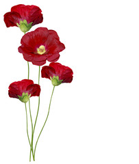 mallow flowers isolated on white background