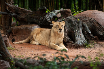 Naklejka na ściany i meble The lion rests in zoo