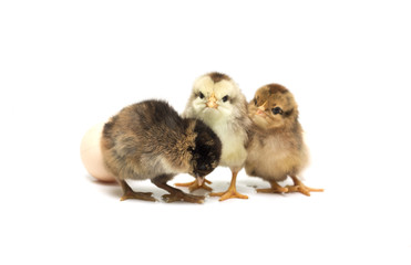 Colored chickens and egg. Photo.