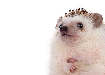Close up hedgehog. © pandpstock001