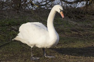 white swan