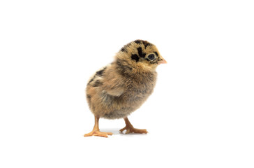Colored chicken on a white background. Photo.