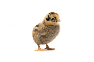 Obraz premium Colored chicken on a white background. Photo.