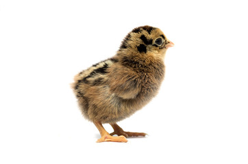 Colored chicken on a white background. Photo.