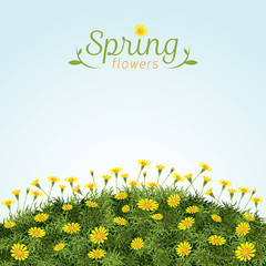 Flowers Spring Field Season Background