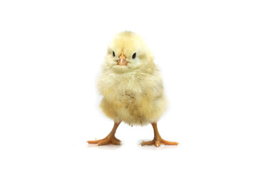 Yellow chicken on a white background. Photo.