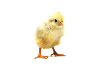 Yellow chicken on a white background. Photo.