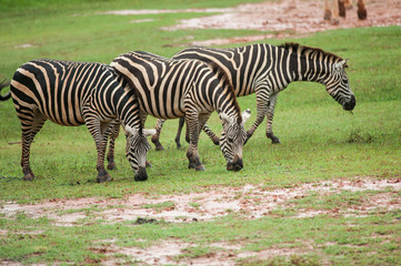 Obraz premium Zebra family group in grassland