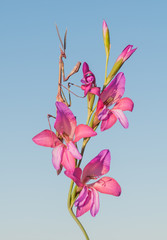 flor con insecto © octavio7d