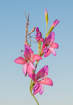 flor con insecto