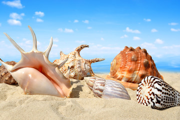 Conch shells on beach