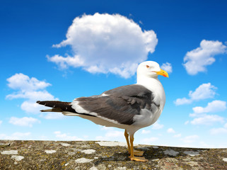 Seagull