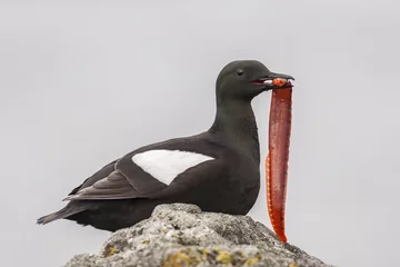 Gordijnen Arctica Black Guillemot  © dphens
