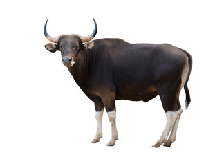male banteng isolated