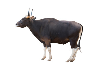 male banteng isolated
