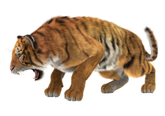 Fototapeta na wymiar Angry Tiger