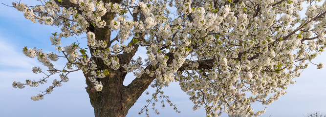 Blooming cherry tree