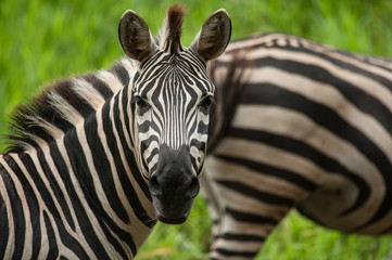 Fototapeta na wymiar Portrait of plains (Burchells) zebras (Equus burchelli)