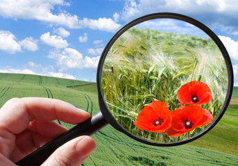 corny field with poppy - czech agriculture - ecological farming