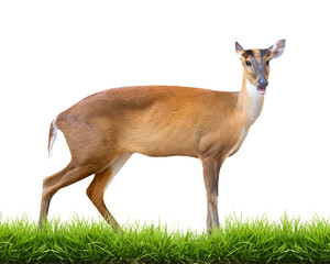 barking deer isolated
