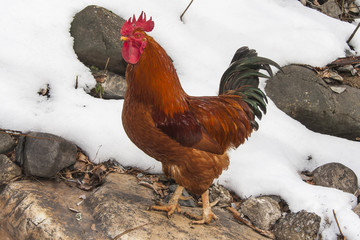 Range chicken in snow