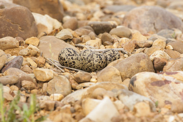 Plover nest and eggs guy, ( Charadrius dubius )