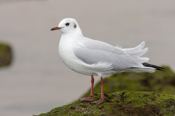 Black-headed Gull ( Chroicocephalus ridibundus ) , resting on th