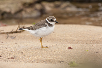 Big plover ( Charadrius hiaticula ) , at the beach