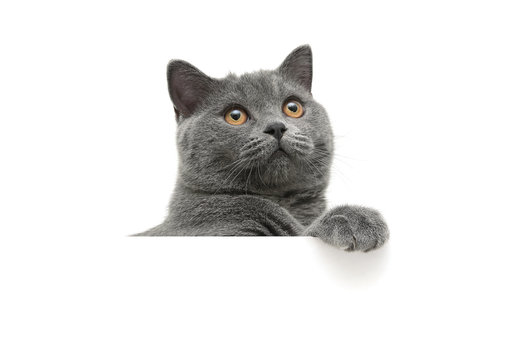 cat with yellow eyes on a white background sits behind a white b