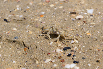 Crab