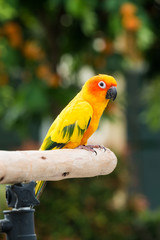 Lovely Sun Conure Parrot on the perch