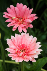 Pink Gerbera Flower in the garden