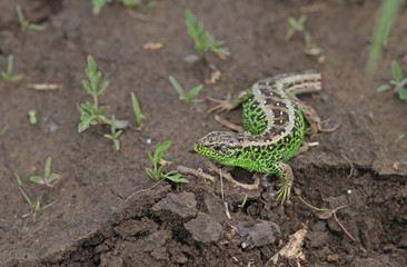 Portrait of green lizard