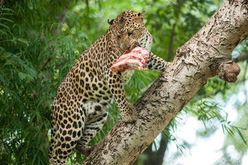Fototapeta na wymiar Leopard feeding on a Branch