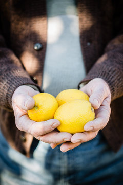 Farmer hands cutting lemons of a tree full of ripe fruit