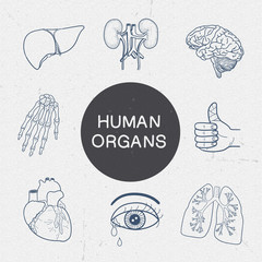 Human organs collection.