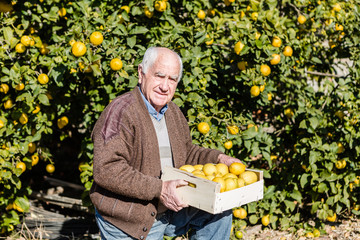Farmer cutting lemons of a tree full of ripe fruit - 76436445
