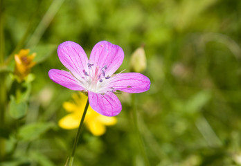 Fototapeta premium Flower in the meadow