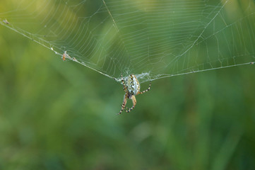 garden spider