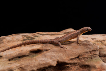 Lizard Looking out on a Rock