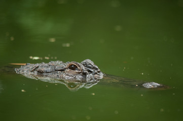 Head of a crocodile in the water