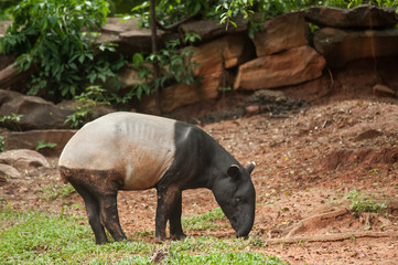 malayan tapir in zoo