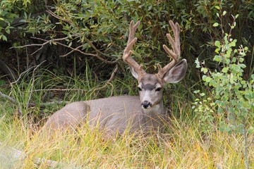 Mule Deer (Odocoileus hemionus) Buck