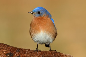 Male Eastern Bluebird