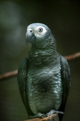 African Grey Parrot Sitting on a Tree Perch