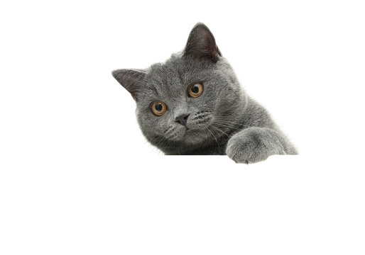 young cat with yellow eyes on a white background sits behind a w