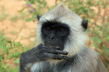 Obraz premium Gray Langur Eating, Yala, Sri Lanka